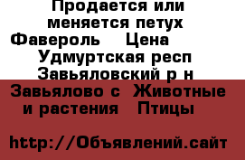Продается или меняется петух “Фавероль“ › Цена ­ 1 000 - Удмуртская респ., Завьяловский р-н, Завьялово с. Животные и растения » Птицы   